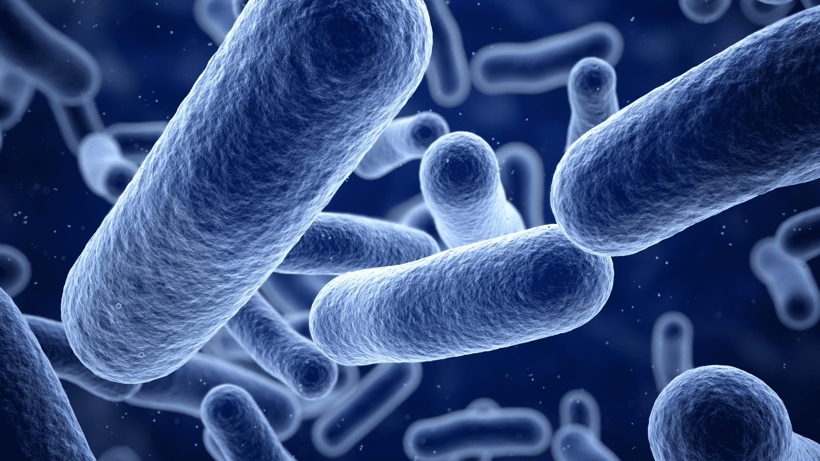 Gut Brain Axis Bone Broth 2 The Gut-Brain Axis and Its Link to Depression in Winter